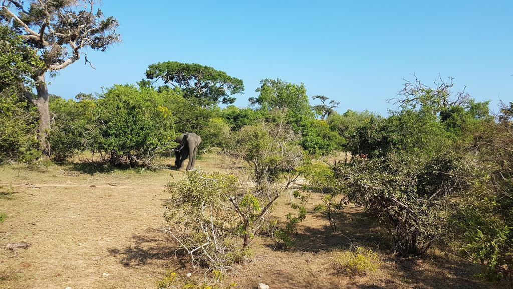 טיסמהרמה Wild Panthera Yala מראה חיצוני תמונה
