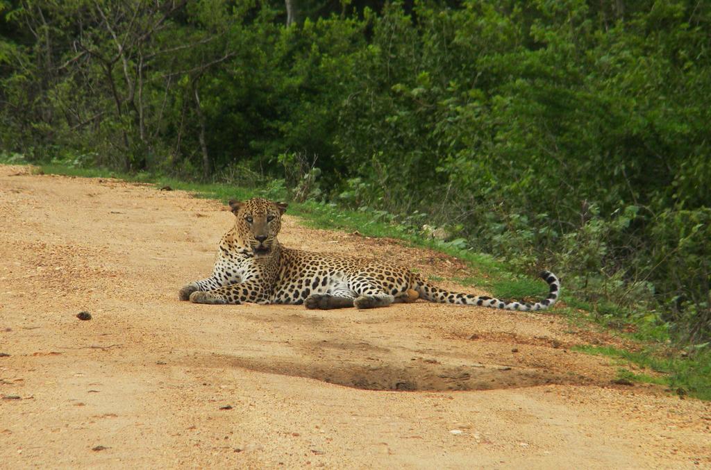טיסמהרמה Wild Panthera Yala מראה חיצוני תמונה
